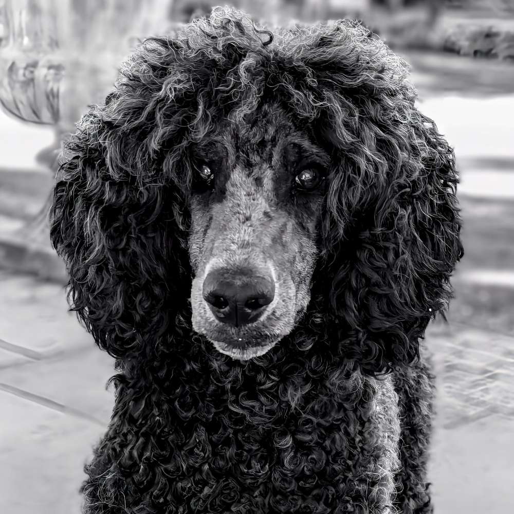 Hundetreffen-Gassi -Runde am Golfplatz St. Dionys-Profilbild