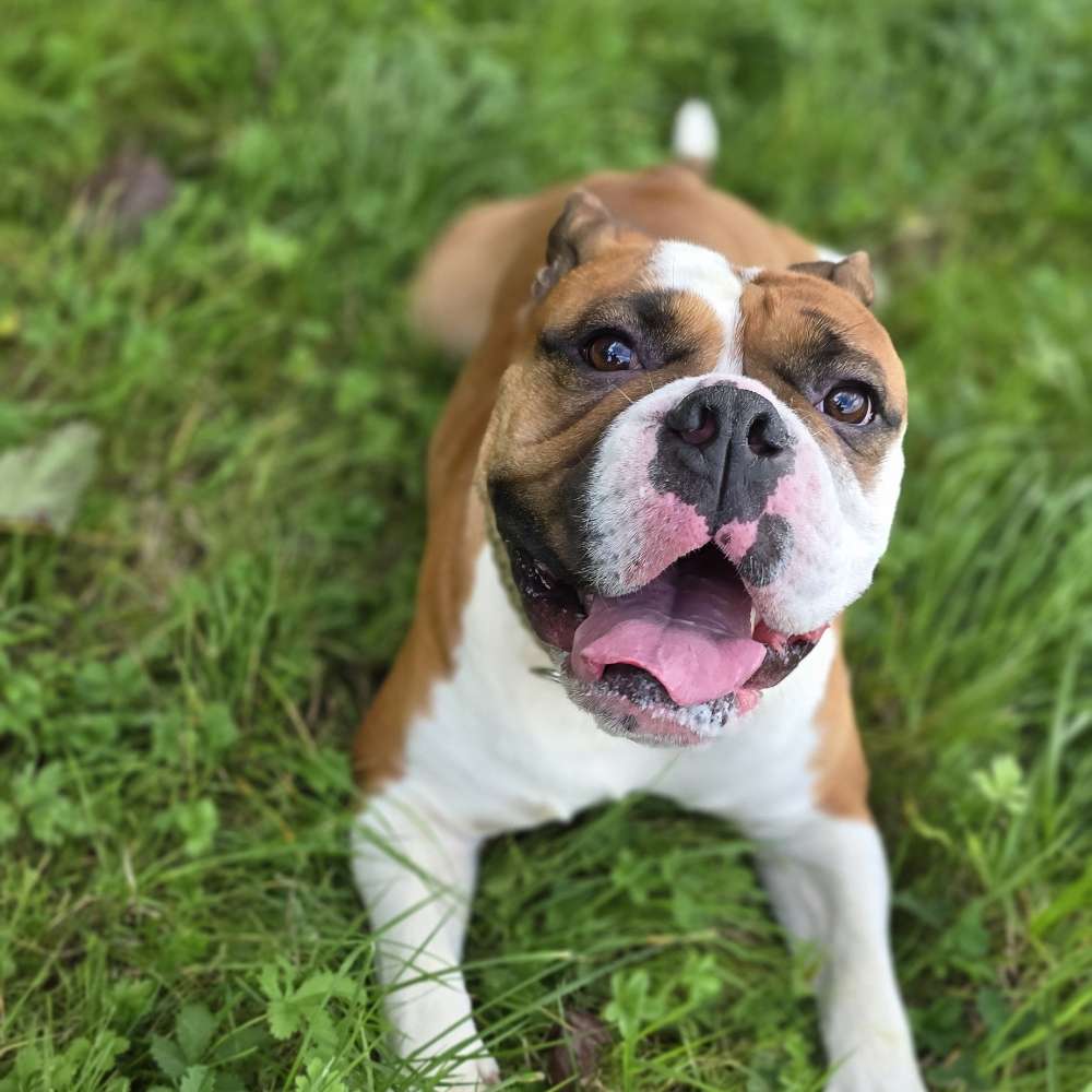 Hundetreffen-Gemeinsam Gassi gehen-Profilbild