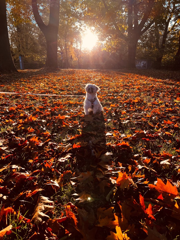 Hundetreffen-Spieltreff in Bremen Nord-Profilbild