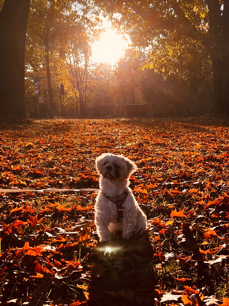 Hundetreffen-Spielbuddy gesucht-Profilbild