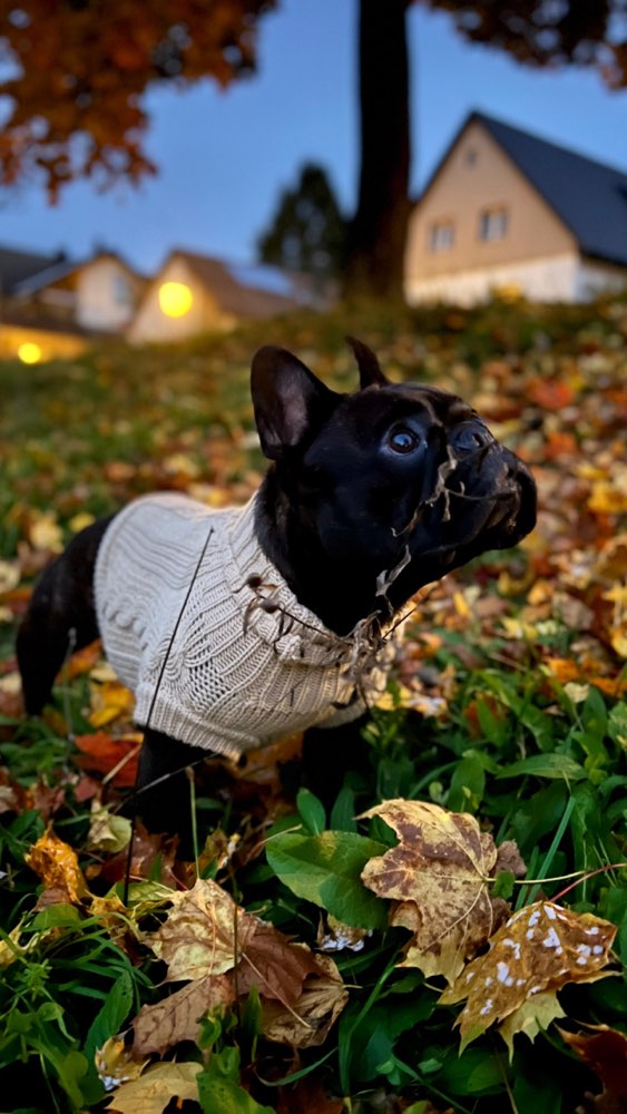 Hundetreffen-Treffen in Obermenzing-Profilbild