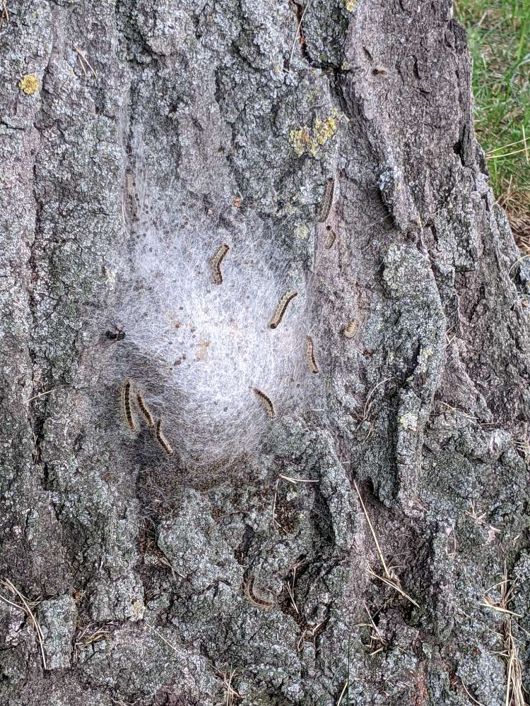 Giftköder-Eichenprozessionsspinner-Profilbild