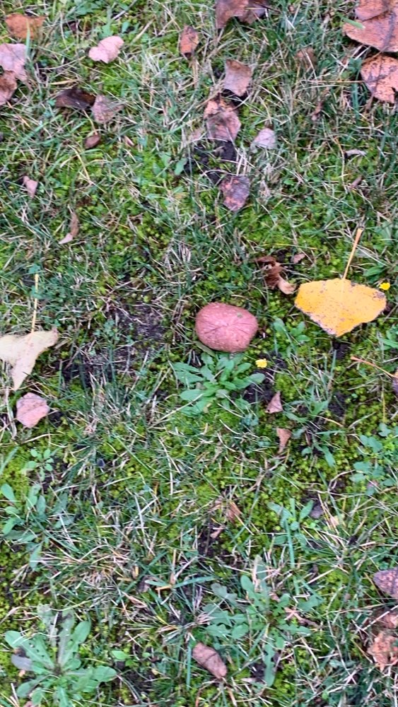 Giftköder-Salami Stück-Profilbild