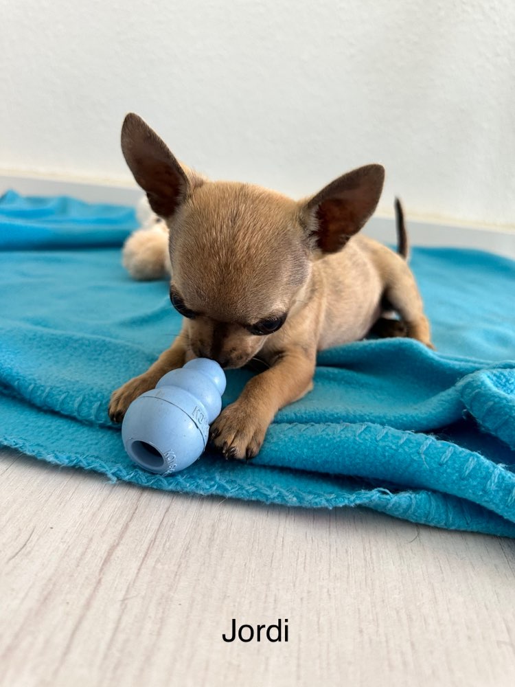 Hundetreffen-Welpentreff in Eberswalde-Profilbild