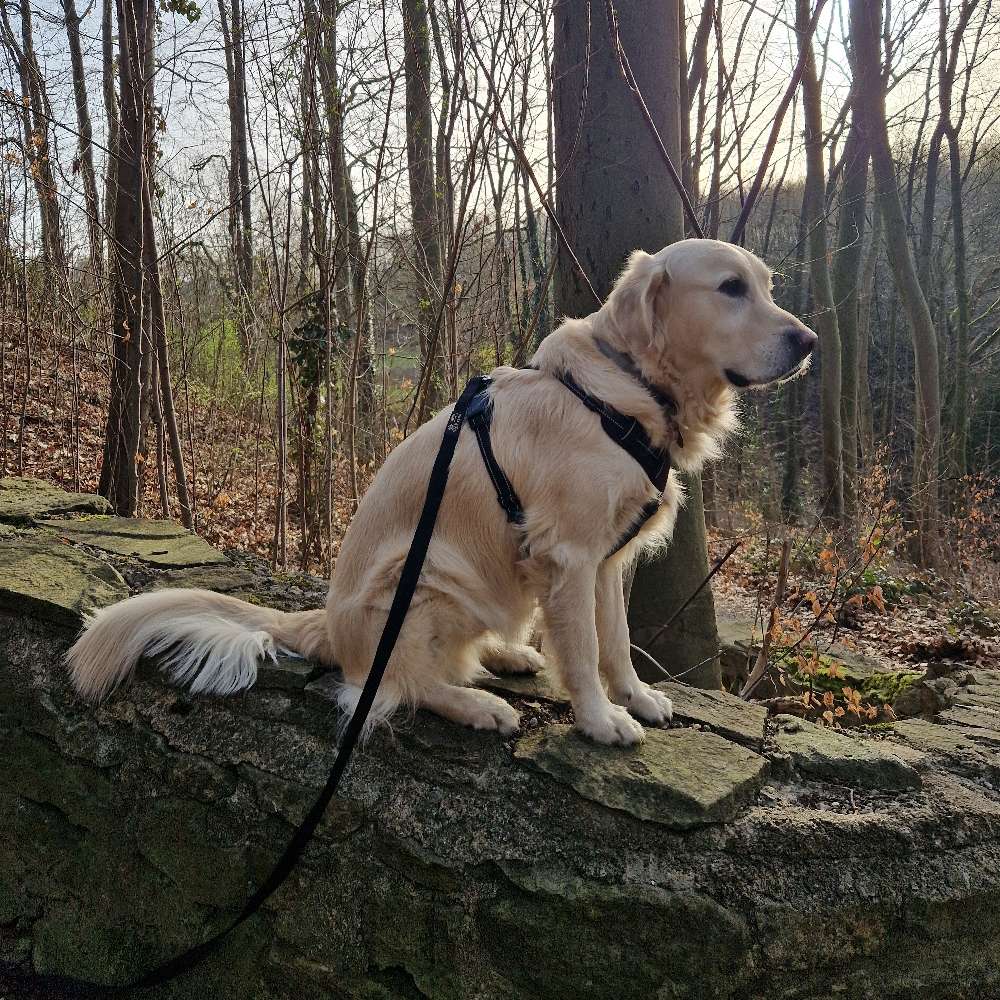 Hundetreffen-Mitgänger für Gassi-Abenteuer gesucht-Profilbild