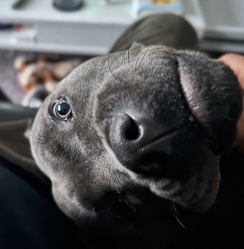 Hundetreffen-Einladung zum Hundetreffen in Hardheim 🐾-Profilbild