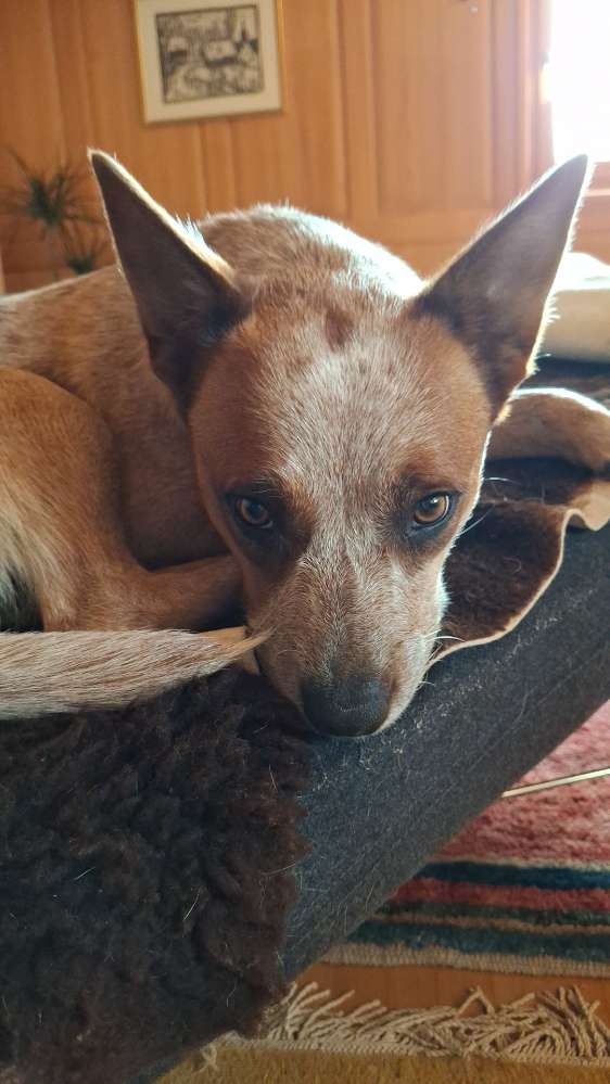 Giftköder-Giftköder-Profilbild