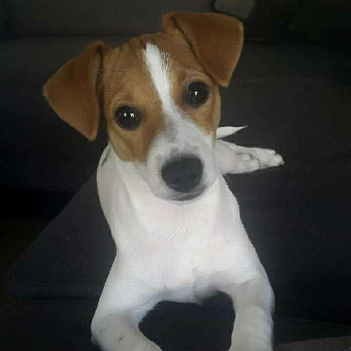 Hundetreffen-Elli sucht positive Begegnungen-Profilbild