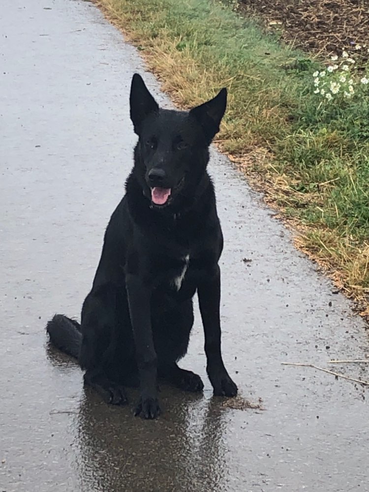 Hundetreffen-Gassi und Spielerunde mit Hund-Profilbild