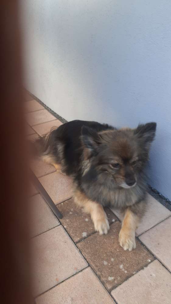 Hundetreffen-Ich gehe sehr gerne mit  meiner  Huendin  spazieren  wer möchte mich begleiten  .-Profilbild