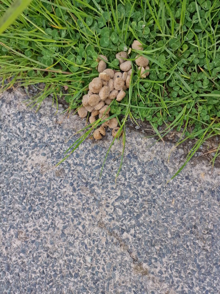 Giftköder-Möglicher Giftköder-Profilbild