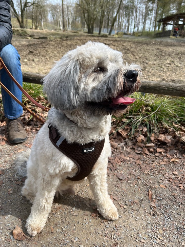 Hundetreffen-Spielrunde-Profilbild