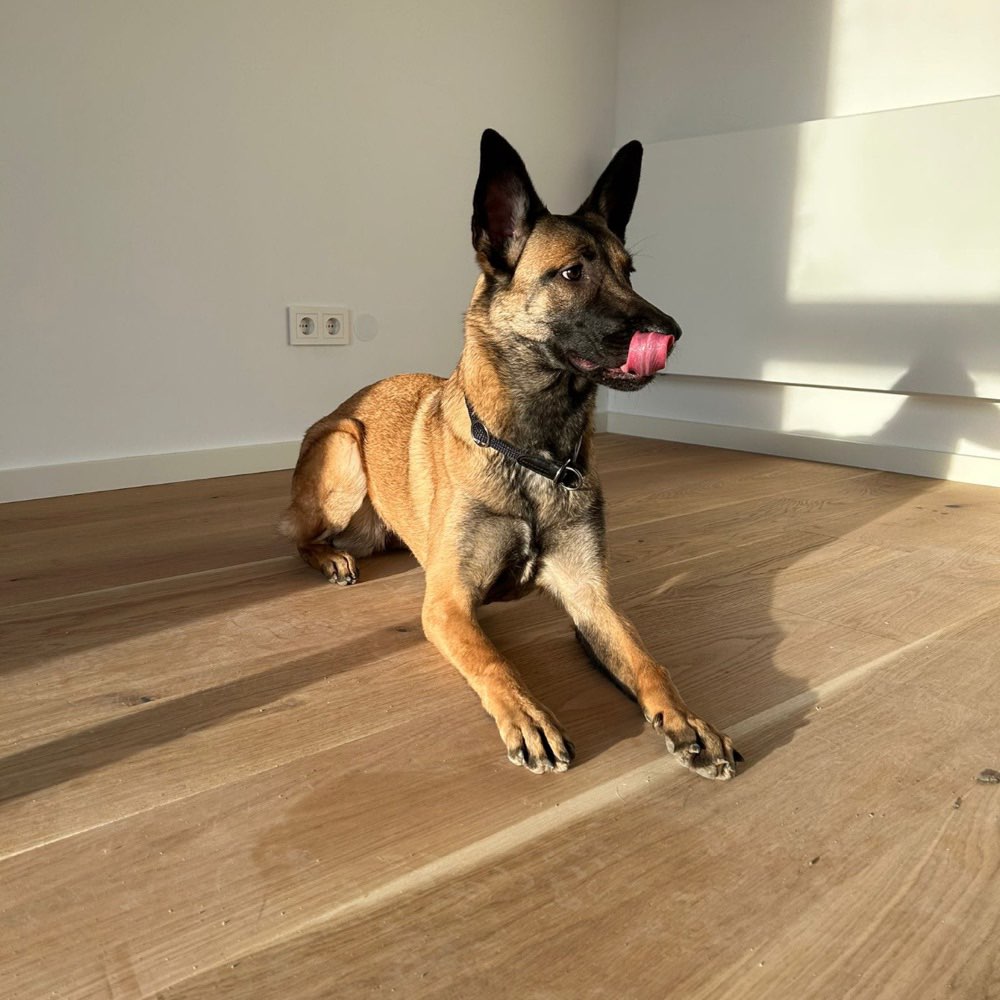 Hundetreffen-Gassirunde mit Spielen und Toben :)-Profilbild