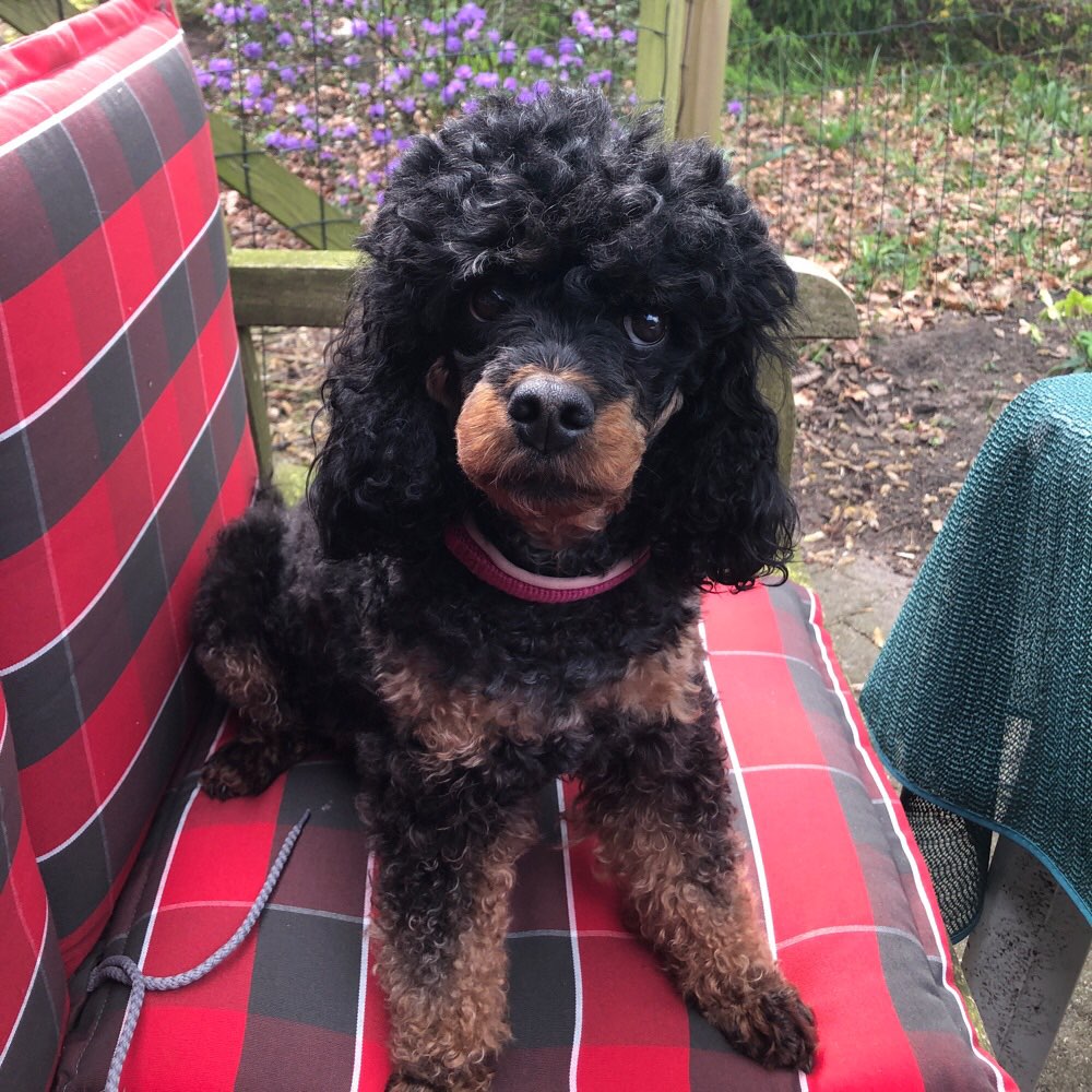 Hundetreffen-Woof! Short Playful walks with small doggies-Profilbild