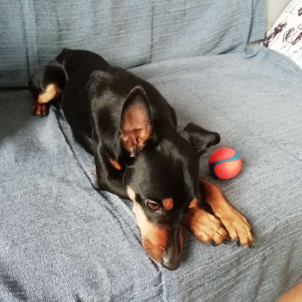 Hundetreffen-Treffen mit anderem kleinen Hund-Profilbild