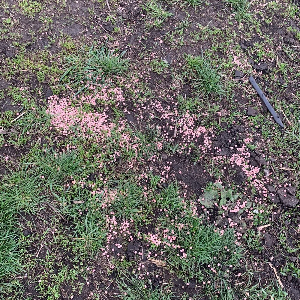 Giftköder-Undefinierbare Körner-Profilbild