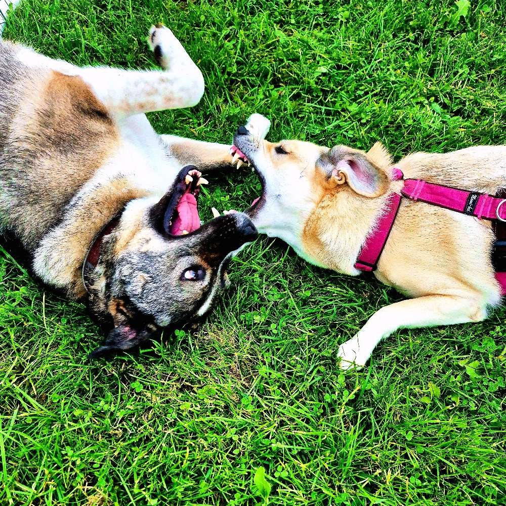 Hundetreffen-Gemeinsame Abenteuer und Fotografie-Profilbild
