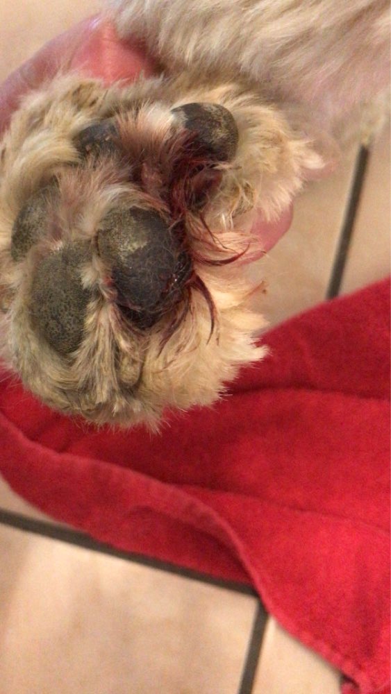 Giftköder-Glasscherben unter Laub-Profilbild