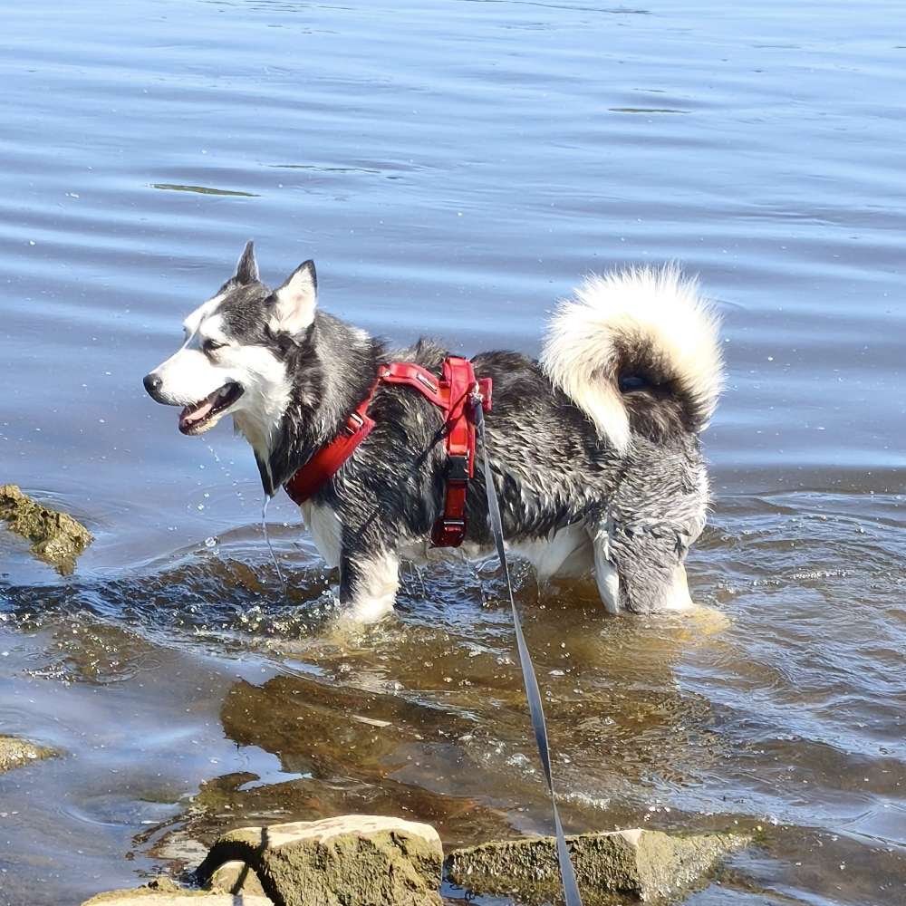 Hundetreffen-Husky treffen-Profilbild