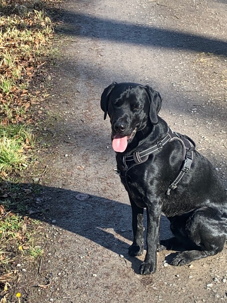 Hundetreffen-Balou sucht Spielkameraden-Profilbild