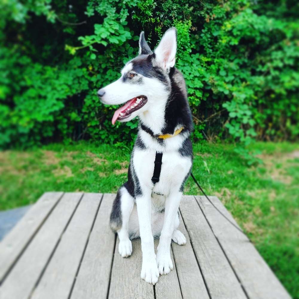 Hundetreffen-Meine kleine sucht Spielkameraden-Profilbild