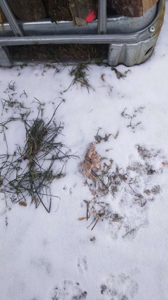 Giftköder-gekochtes Fleisch-Profilbild