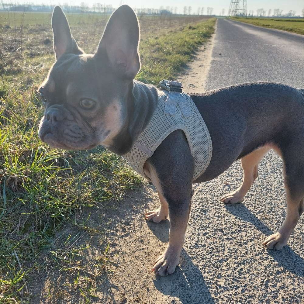 Hundetreffen-Spielrunde für kleine Rassen-Profilbild