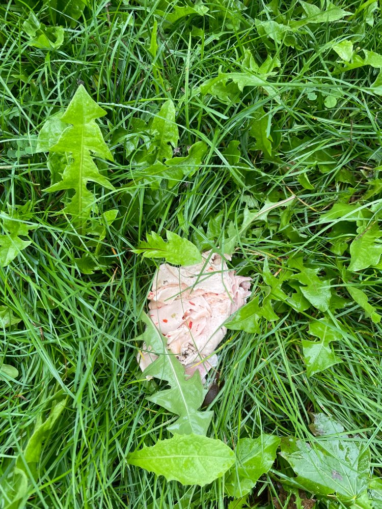 Giftköder-Evtl. Giftköder in Lenting!!!-Profilbild