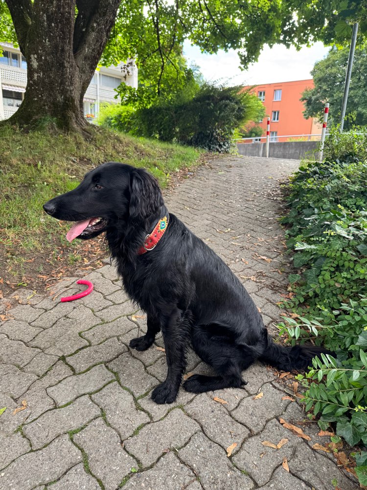 Hundetreffen-Hallo, wir suchen einen Freund für Fredy  ☺️-Profilbild