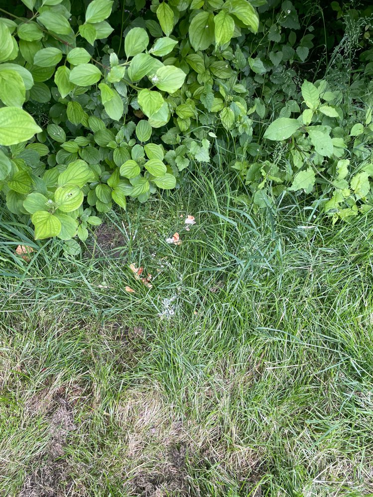 Giftköder-Essenreste - eventuell auch Gift-Profilbild