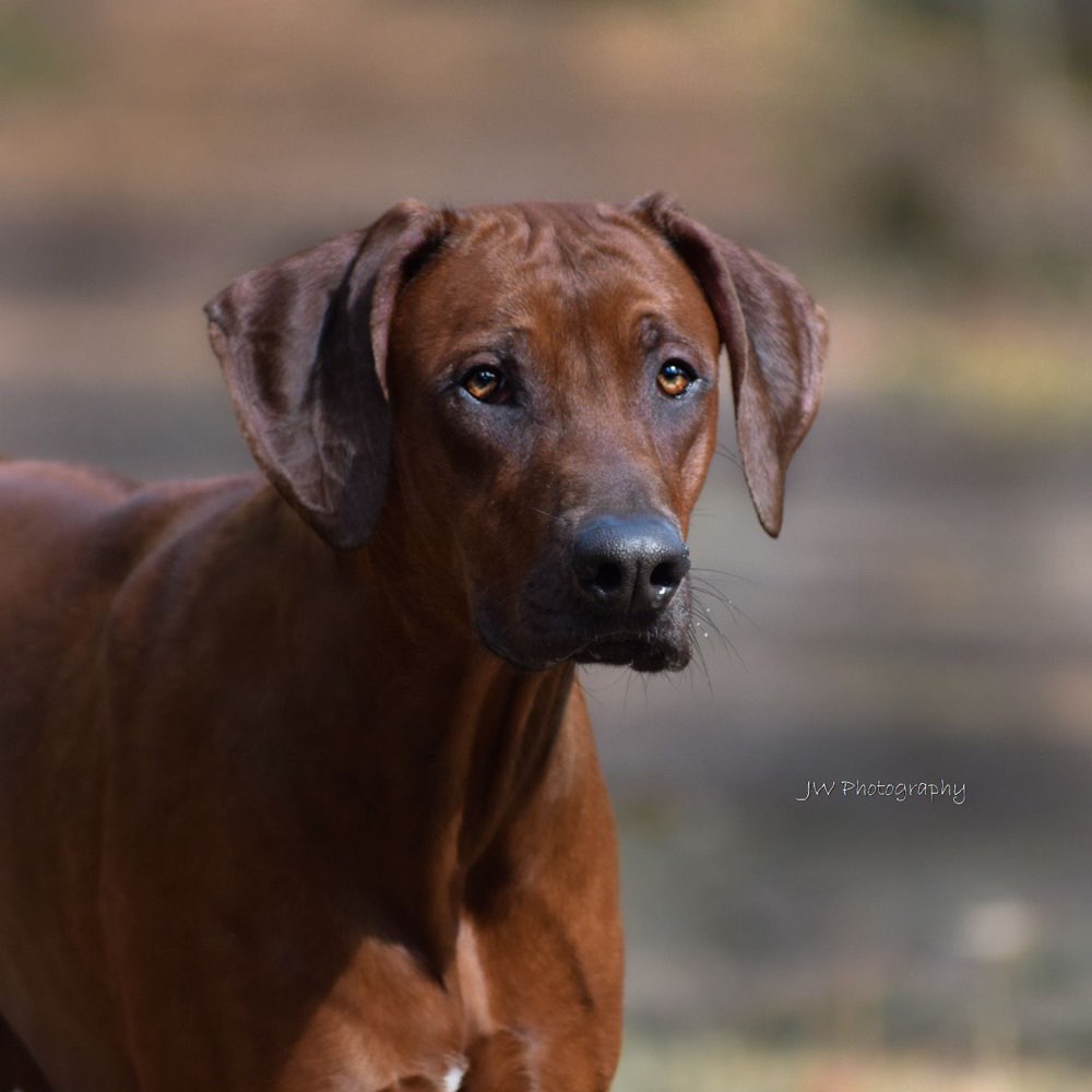 Hundetreffen-Spiel- und Trainingsspaziergänge-Profilbild