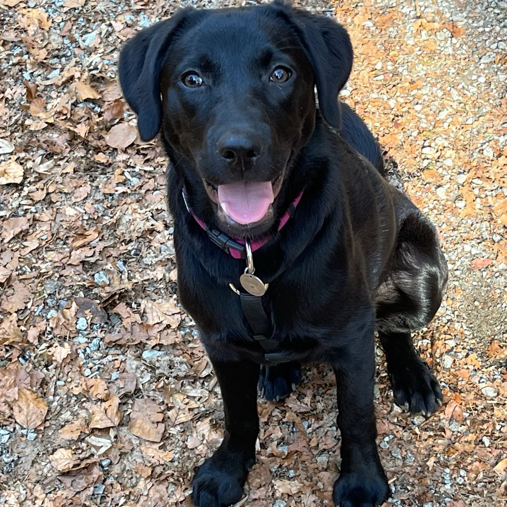 Hundetreffen-Gassi Begleitung gesucht-Profilbild