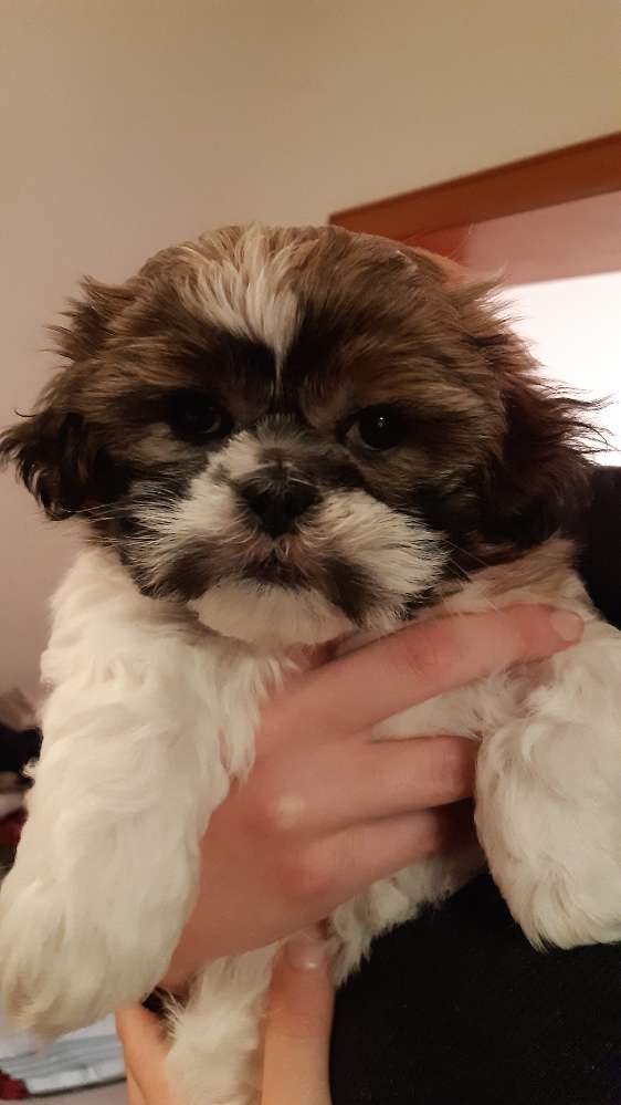 Hundetreffen-Welpentreffen-Profilbild