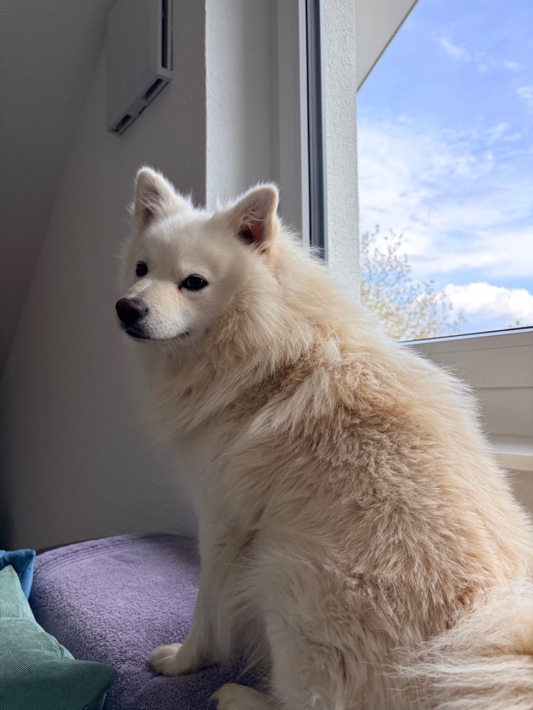 Hundetreffen-Treffen in Trossingen-Profilbild