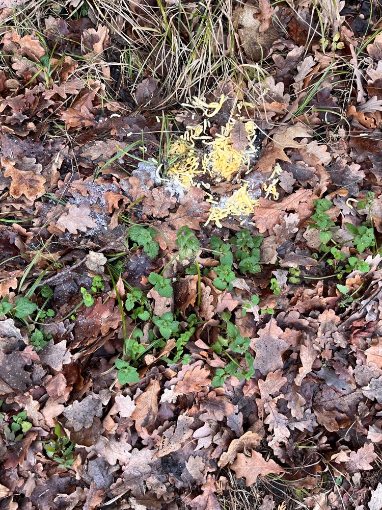 Giftköder-Nudeln mit weißem Pulver-Profilbild