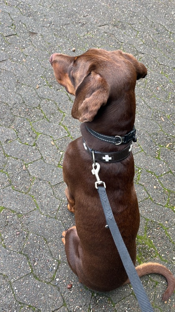 Hundetreffen-Gemeinsame Hunde runden-Profilbild