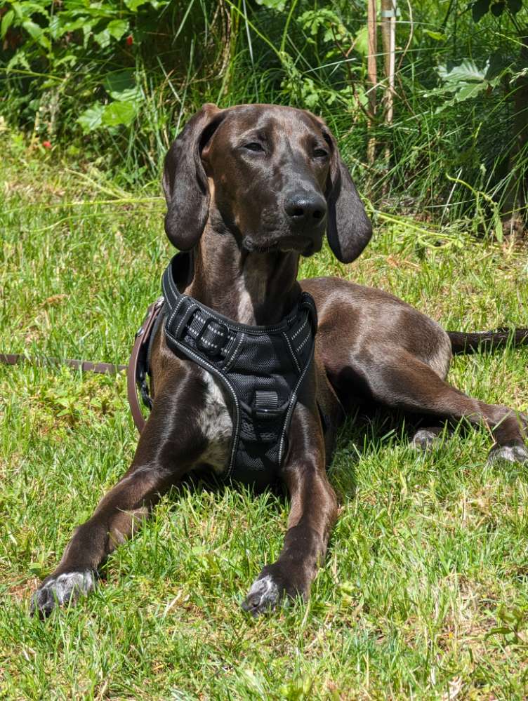 Hundetreffen-Junghunde Spiel u. Renntreffen-Profilbild