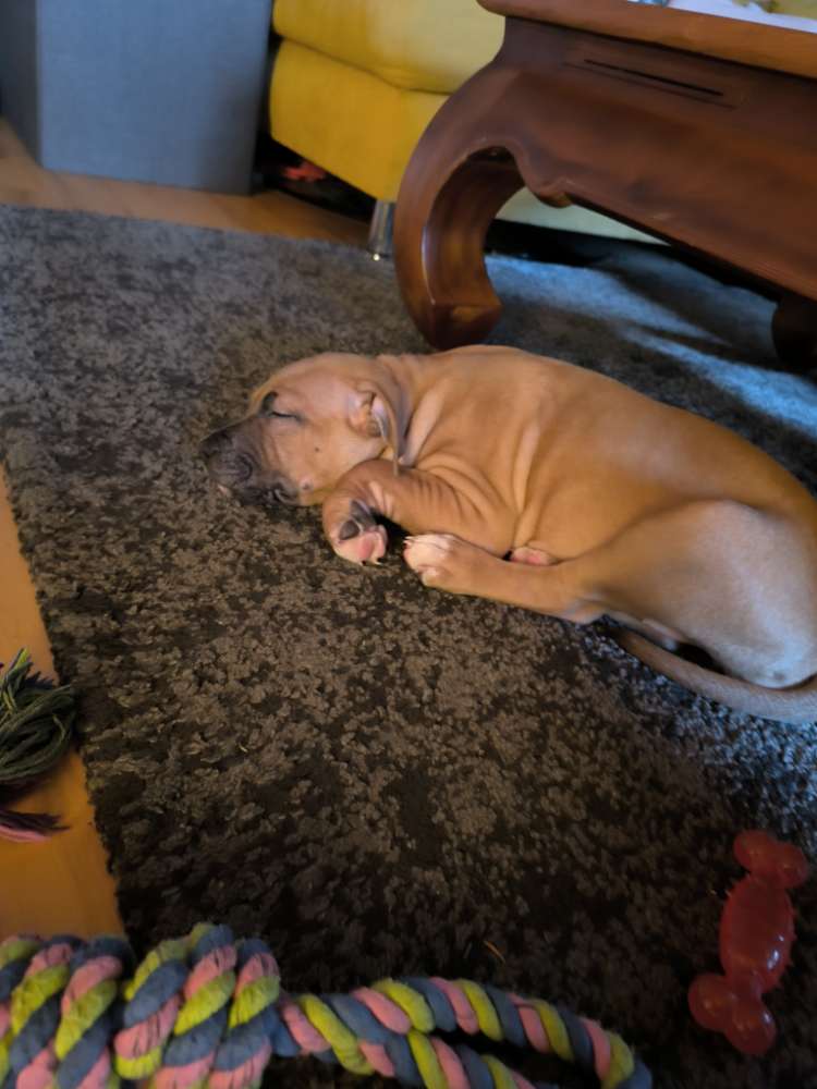 Hundetreffen-Wir suchen Welpen/ Spielkontakt-Profilbild