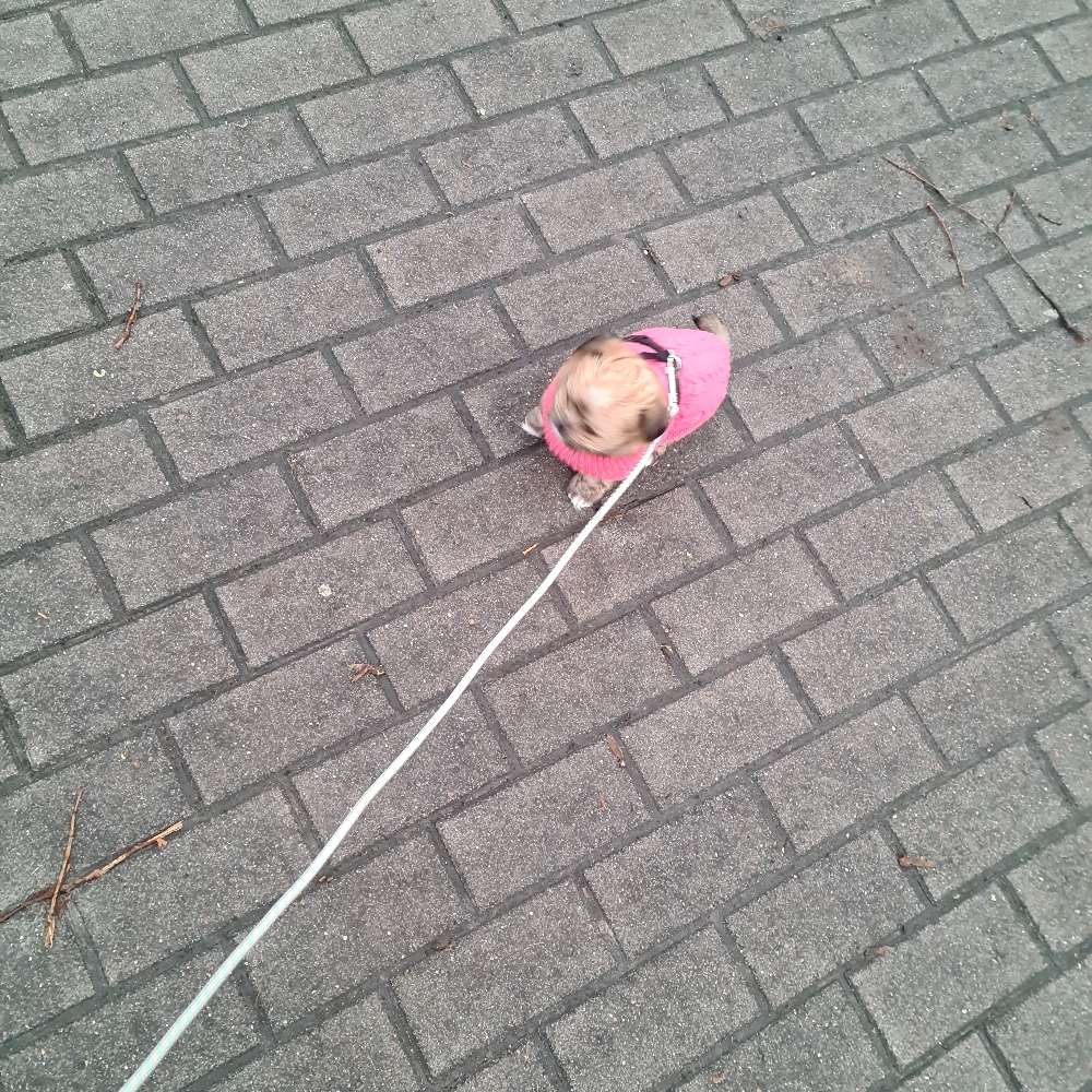 Hundetreffen-Welpentreffen Paderquelle-Profilbild