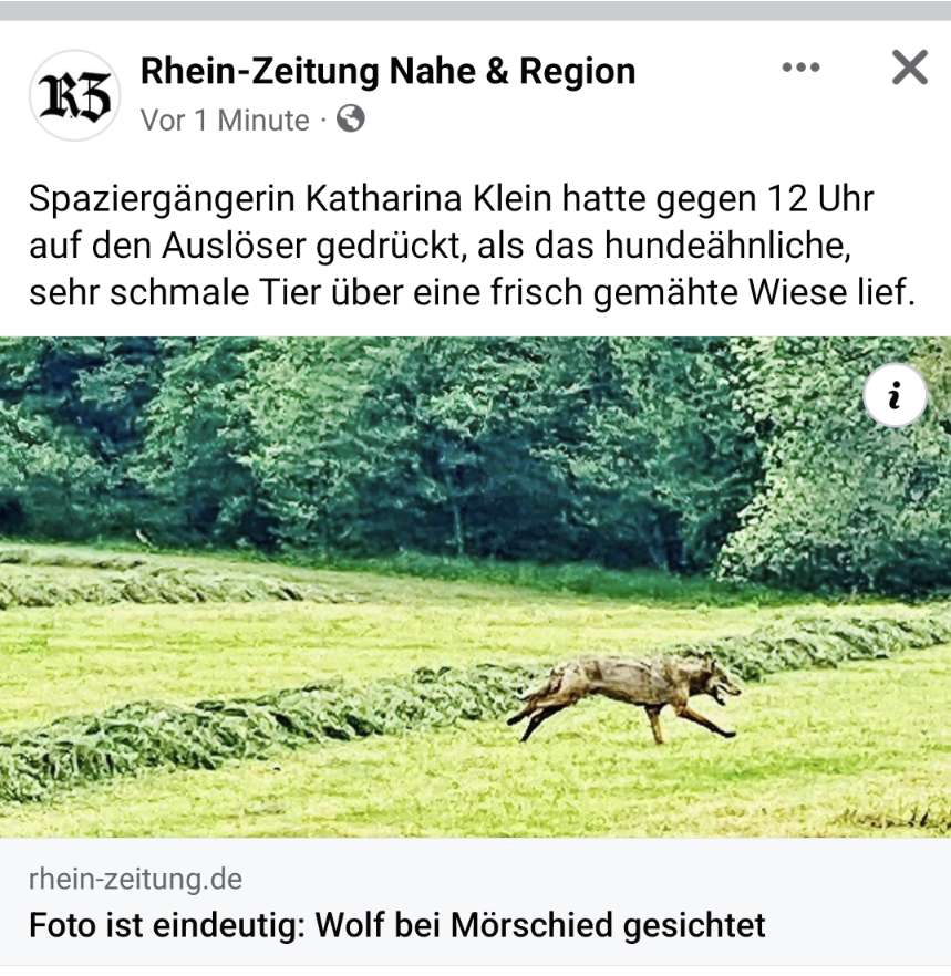 Giftköder-Wolf gesichtet-Profilbild