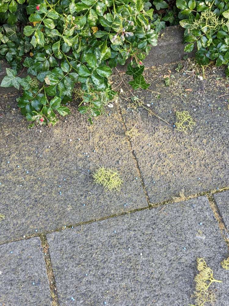 Giftköder-Blaue Kugeln-Profilbild