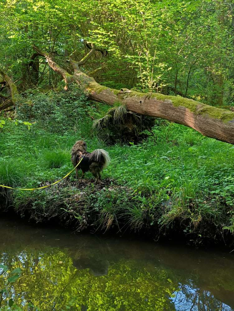 Hundetreffen-Hundefreund*in für regelmäßige Gassirunden gesucht-Profilbild