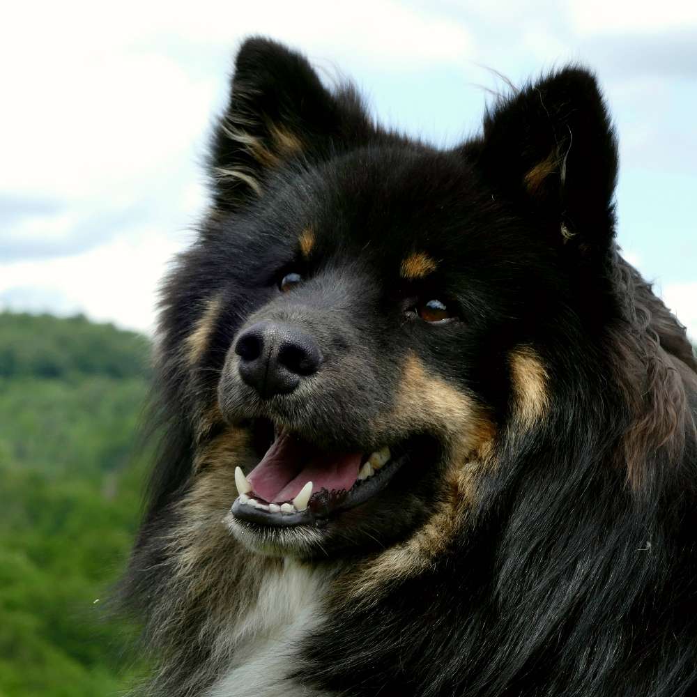 Hundetreffen-Trainings- und Spieltreff-Profilbild