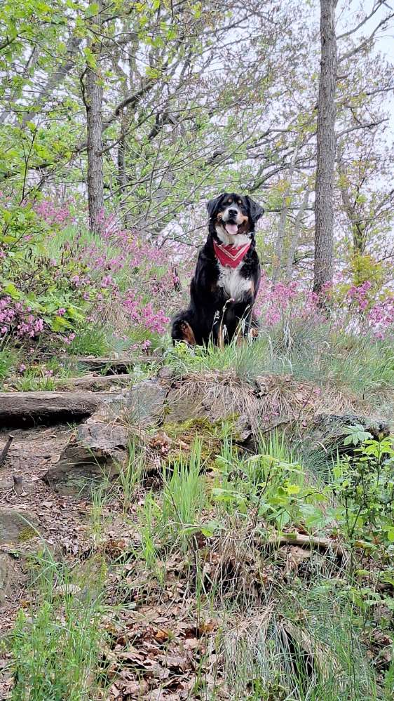 Hundetreffen-Einfach gemeinsam wandern, mal etwas mehr mal etwas weniger  ...-Profilbild