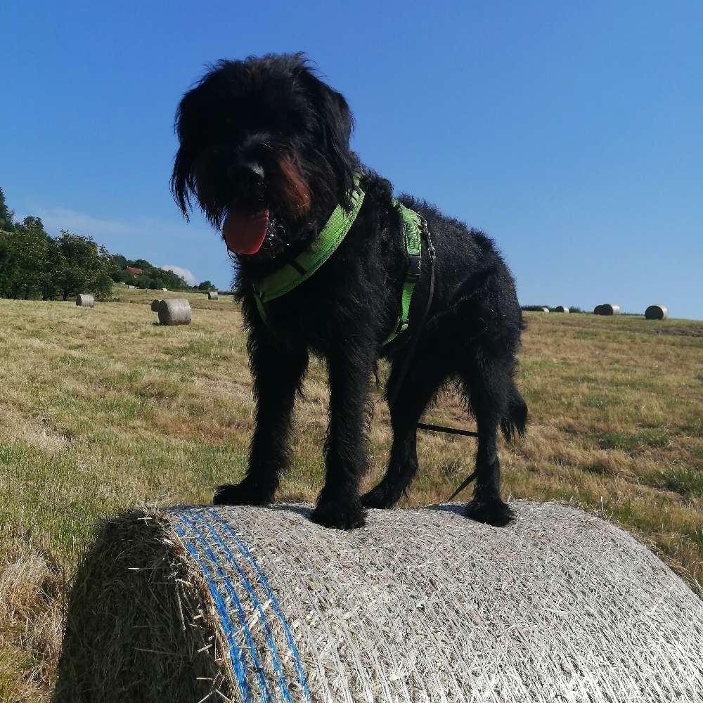 Hundetreffen-Gemeinsames Spielen und Toben-Profilbild