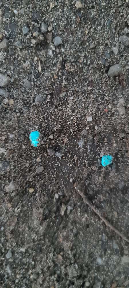 Giftköder-Evtl Gift auf Gassi-Strecke-Profilbild