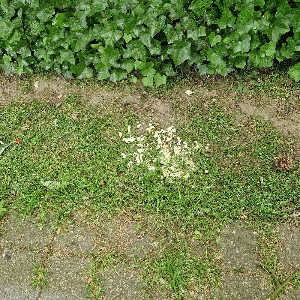 Giftköder-Ausgelegtes Brot-Profilbild