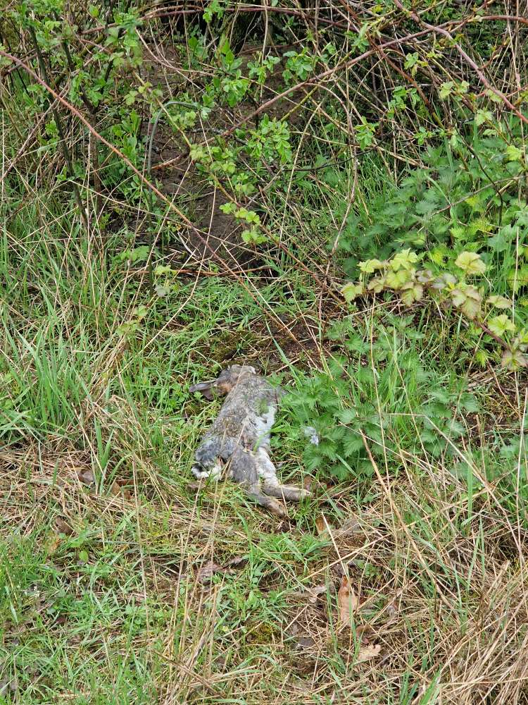 Giftköder-Totes Kaninchen-Profilbild