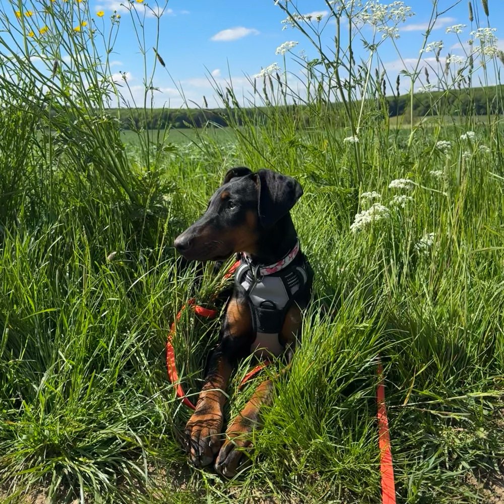 Hundetreffen-Suchen liebe Gassi- und Spielpartner-Profilbild