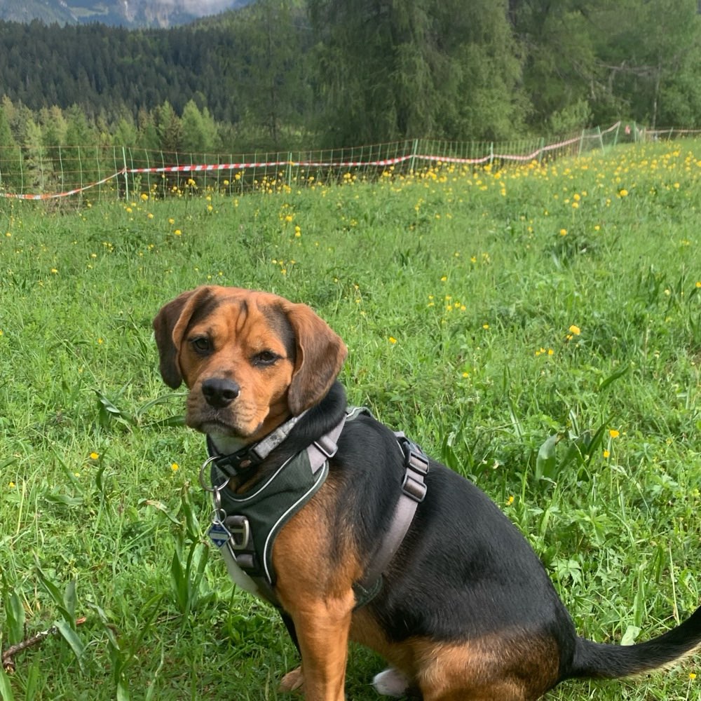 Hundetreffen-Treffen zum spielen und Gassigehen-Profilbild